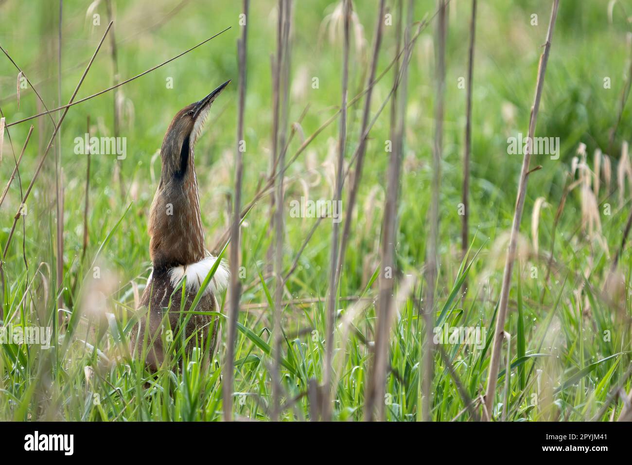 Adulto americano Bittern (Botaurus lentiginosus) in palude con testa rialzata, collo esteso e mostra pennacchi bianchi, Bob Heirman Wildlife Park al Th Foto Stock