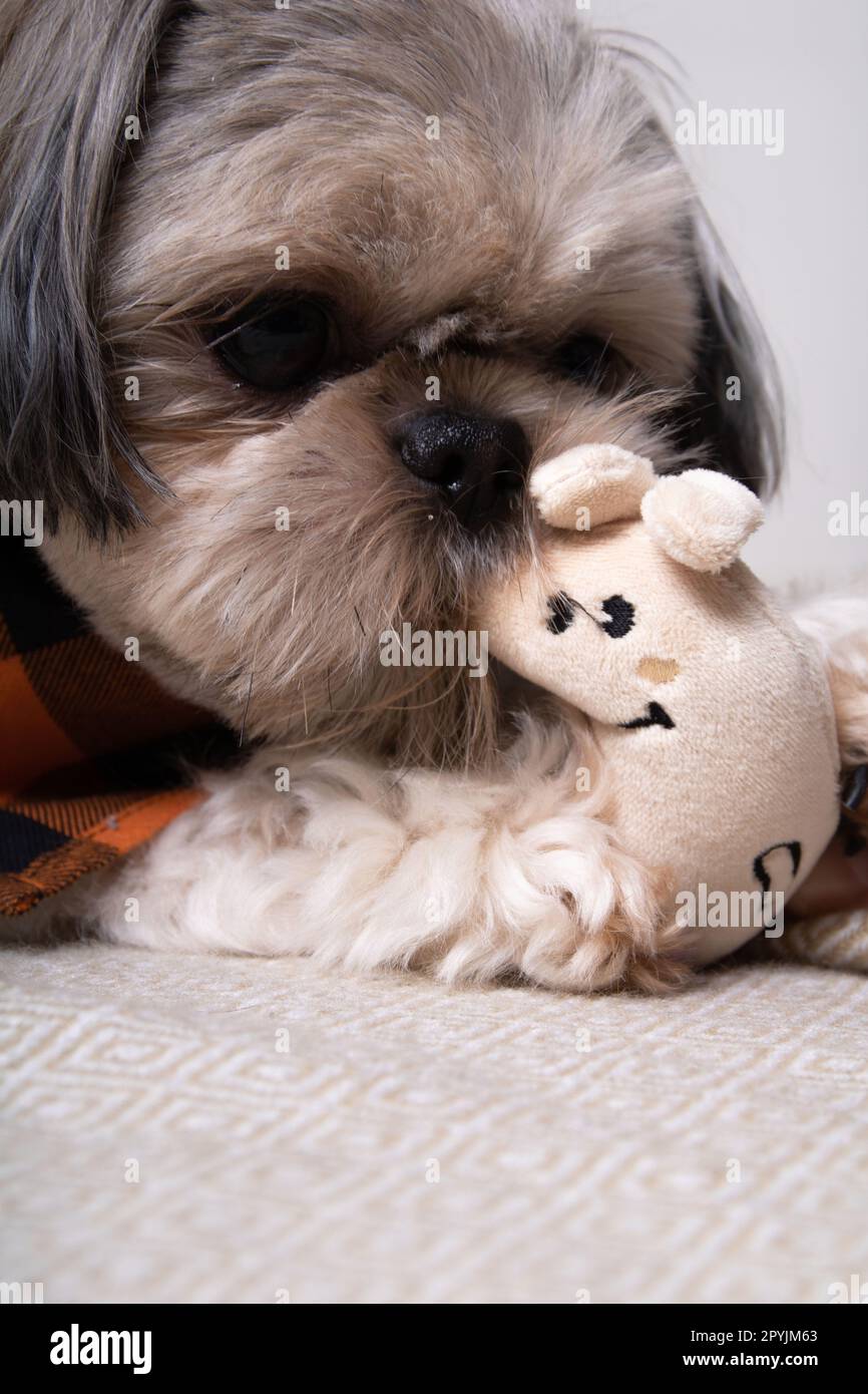 Foto di Shih Tzu che tiene un giocattolo imbottito nei suoi denti da vicino Foto Stock
