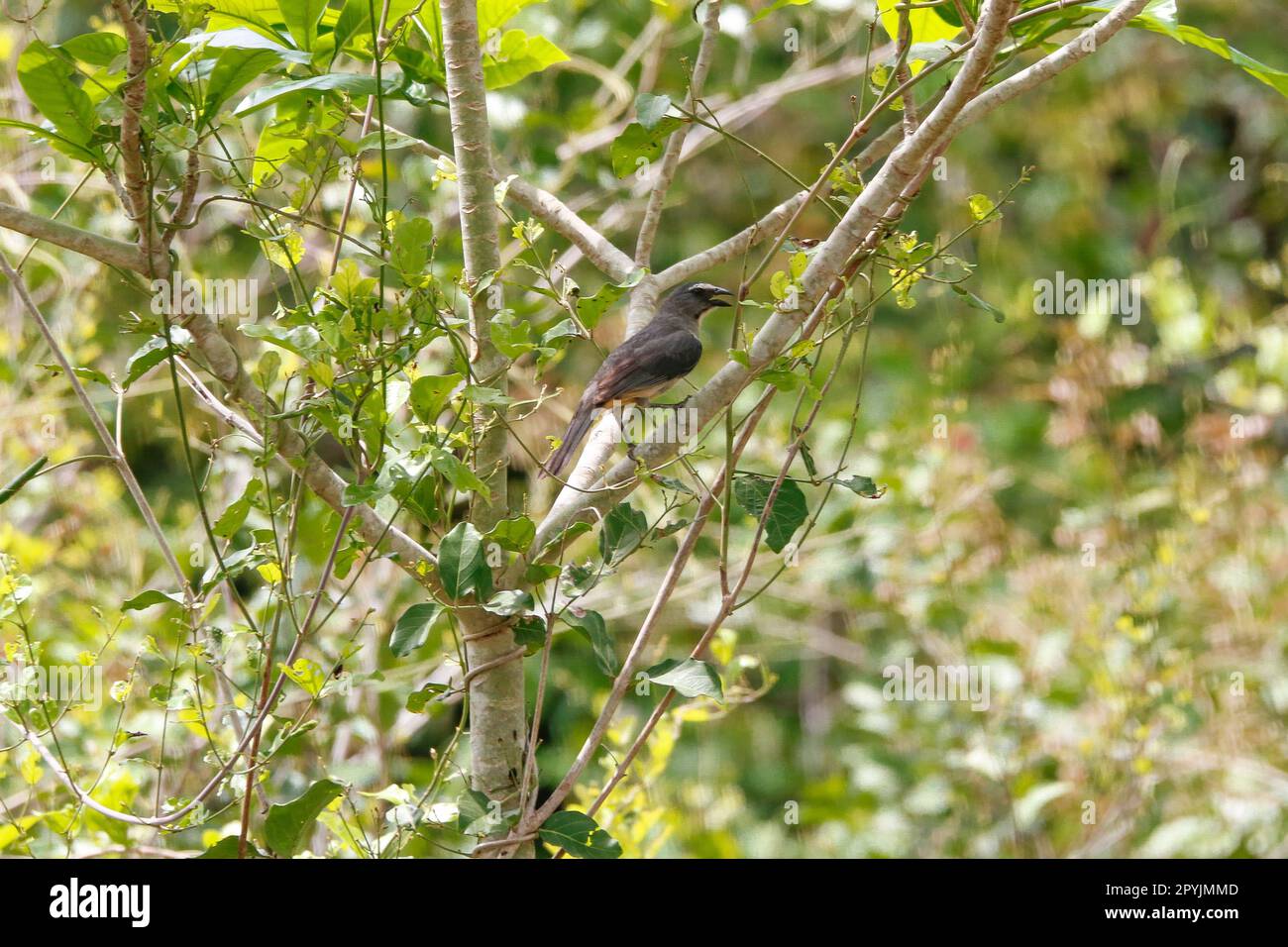 Uccello saltatore grigiastro arroccato in un albero con foglie verdi, Pantanal Wetlands, Mato Grosso, Brasile Foto Stock