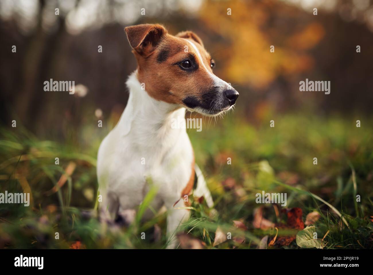 Piccolo Jack Russell terrier cane dettaglio su testa e viso, bello sfocato bokeh autunno sfondo Foto Stock