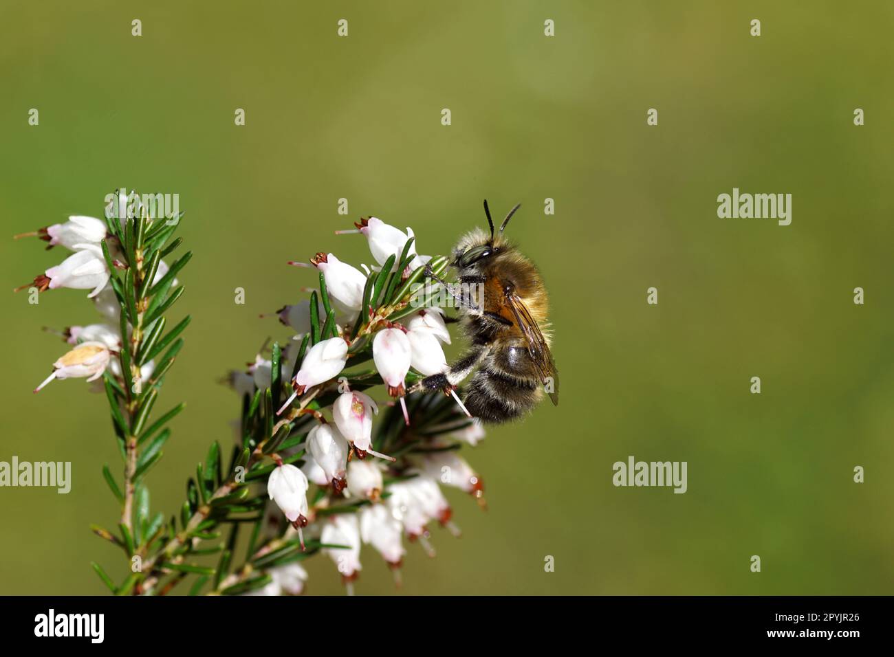 Primo piano ape di fiori pelosi (Anthophora plumipes) o fiori bianchi di brughiera invernale (Erica carnea). Giardino olandese, primavera, aprile, Paesi Bassi Foto Stock