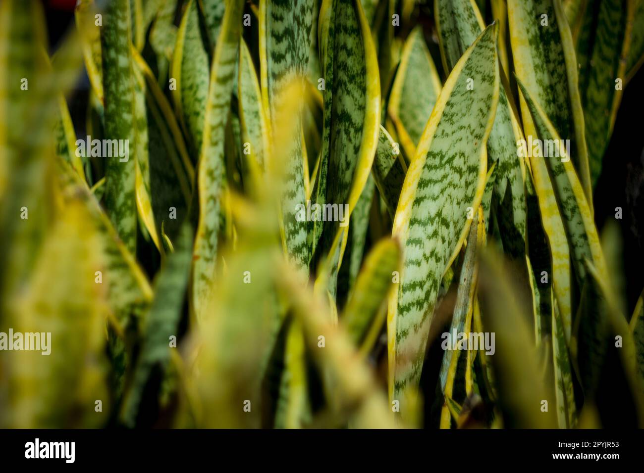 Una vista ravvicinata di una lussureggiante pianta di sanseveria con foglie verdi scure e bordi gialli. Le foglie sono spesse e a forma di spada. Foto Stock