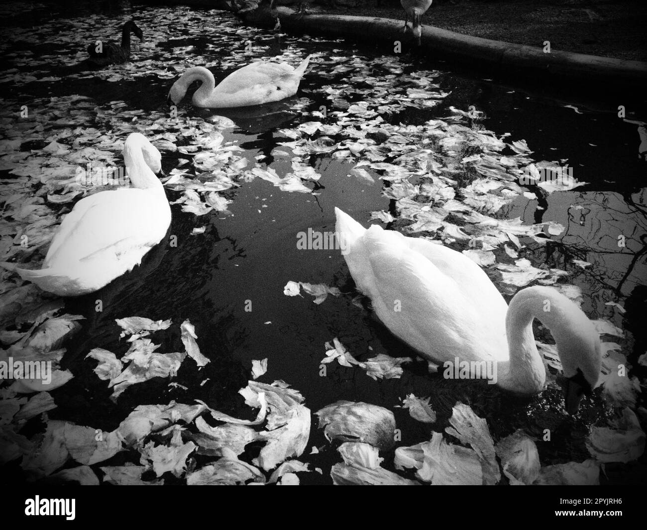 Cigno bianco nell'acqua. cigni bianchi in uno stagno che mangiano cavoli e lattuga verde. Uccelli nello zoo. Foto Stock