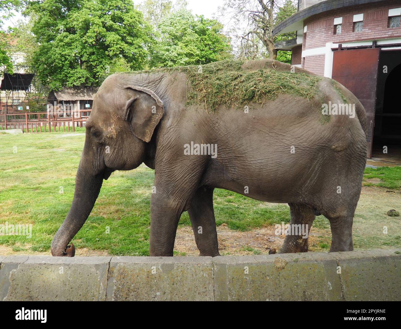 L'elefante asiatico, o elefante indiano, Elephas maximus è un mammifero dell'ordine Proboscis, un genere di elefanti asiatici Elephas e una delle tre specie moderne della famiglia degli elefanti. Passeggiate con gli elefanti Foto Stock