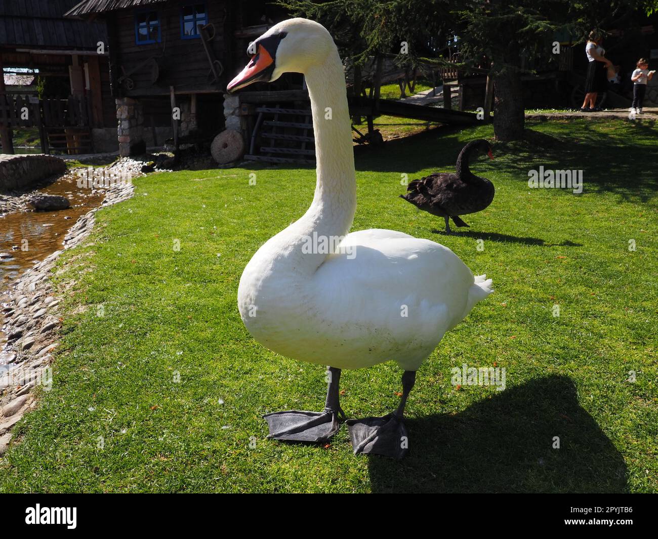 Stanisici, Bijelina, Bosnia ed Erzegovina aprile 25 2021 cigno bianco su erba verde nel pomeriggio d'estate. Stanisici, Bijelina, Republika Srpska, Bosnia-Erzegovina. Fauna europea. Foto Stock