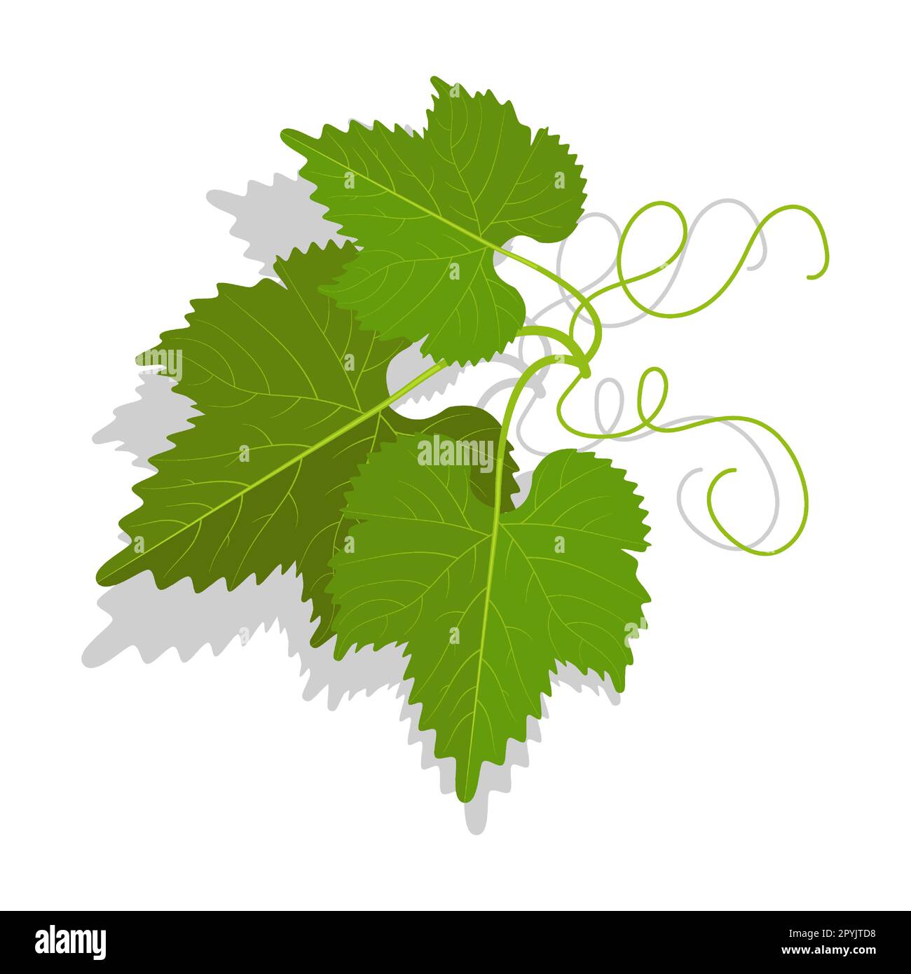 Foglie di uva verde con tendri ramificati. Vinificazione, giardinaggio e agricoltura. Vettore cartoon isolato su sfondo bianco Illustrazione Vettoriale