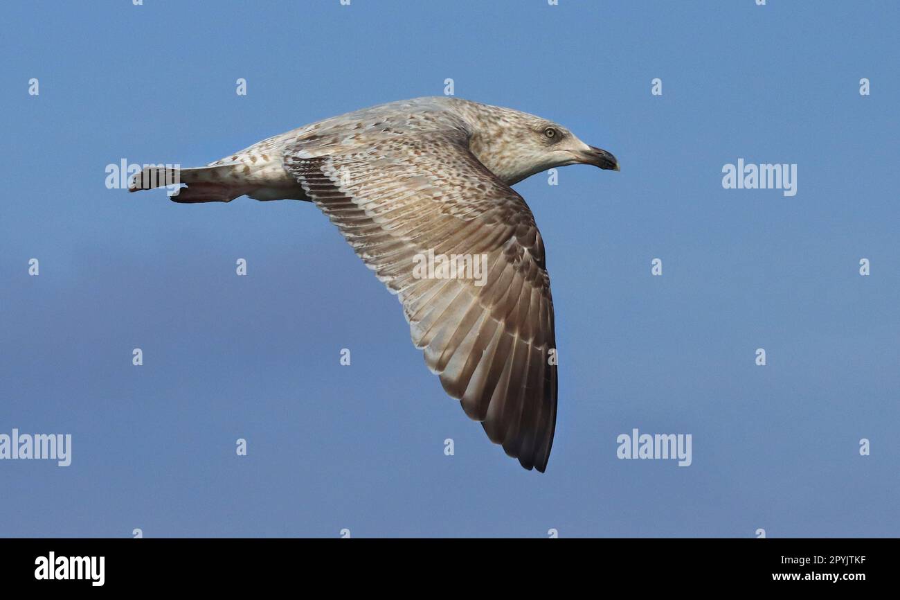 Gabbiano europeo delle aringhe, giovane uccello, piumaggio immaturo Foto Stock