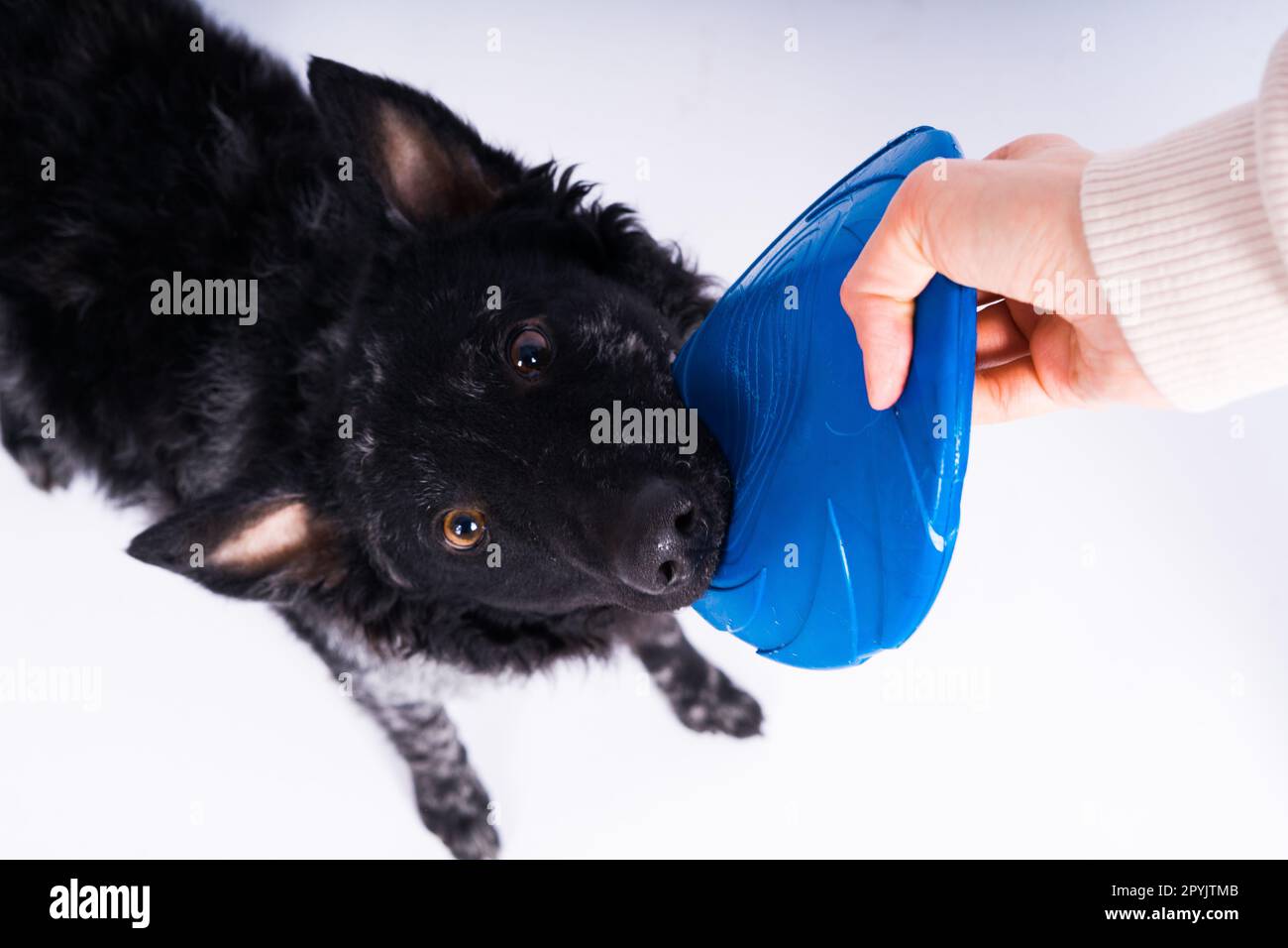Un giocoso cane di razza mudi che raccoglie un frisbee blu con i suoi denti Foto Stock