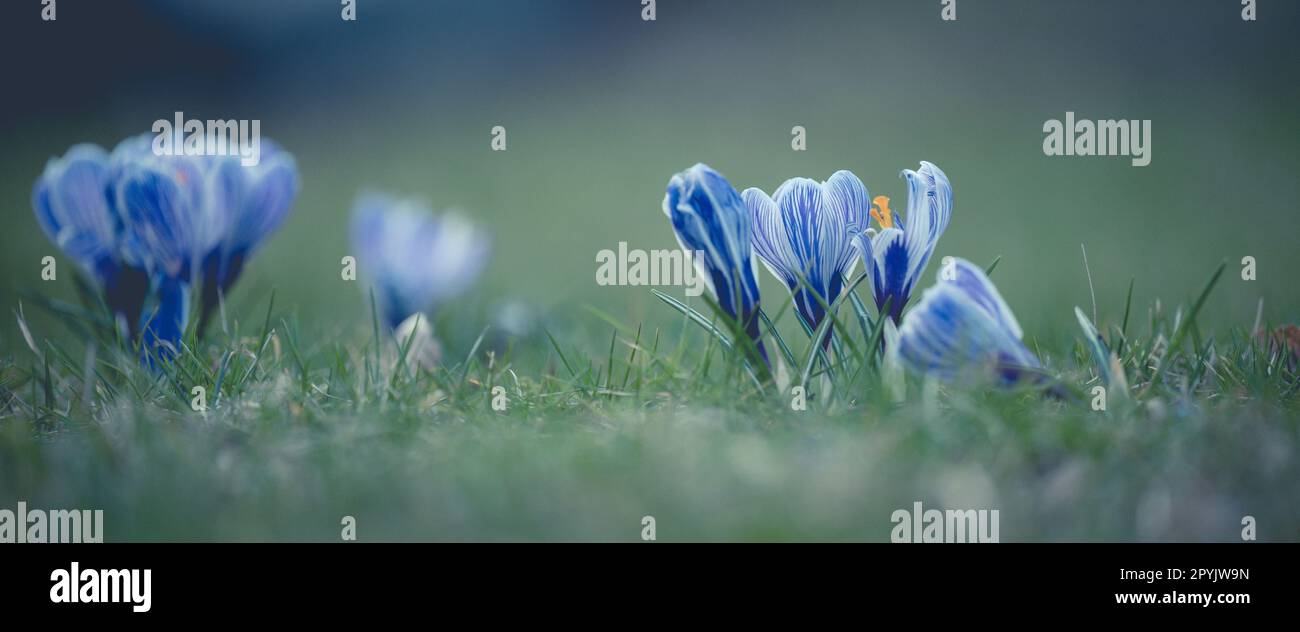 Croci blu in fiore con foglie verdi in giardino, fiori primaverili Foto Stock