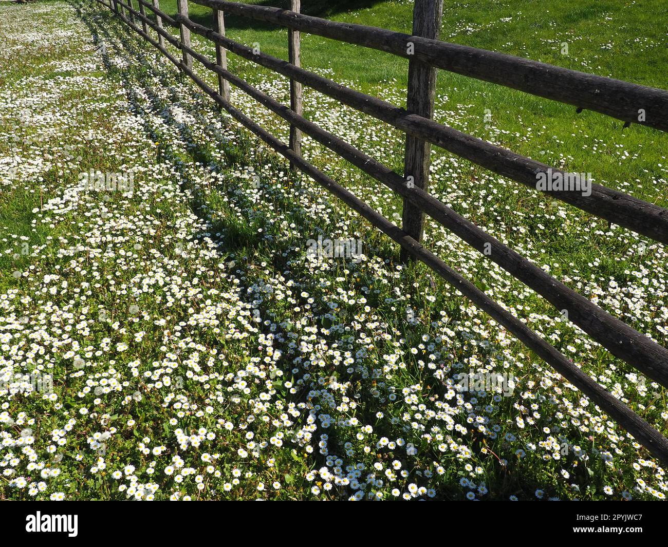 recinzione nel campo. Recinzione rustica in legno in una radura con erba verde e margherite bianche. La vita di un villaggio contadino. Un prato con erba prata. Foto Stock