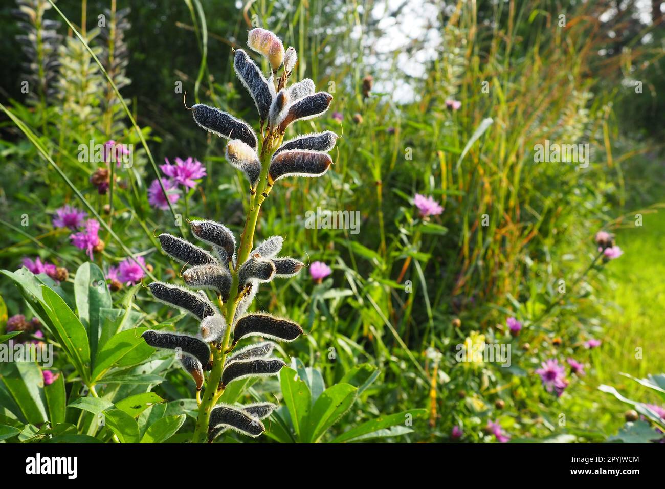 Lupine, fagioli di lupo, Lupinus - un genere di piante della famiglia di legumi Fabaceae. Essiccare i semi in un fagiolo. Riproduzione mediante semi. Lupini in giardino o prato. Allevamento e cura dei lupini. Bluebonnet. Foto Stock