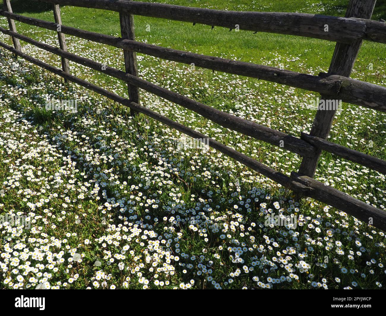 recinzione nel campo. Recinzione rustica in legno in una radura con erba verde e margherite bianche. La vita di un villaggio contadino. Un prato con erba prata. Foto Stock