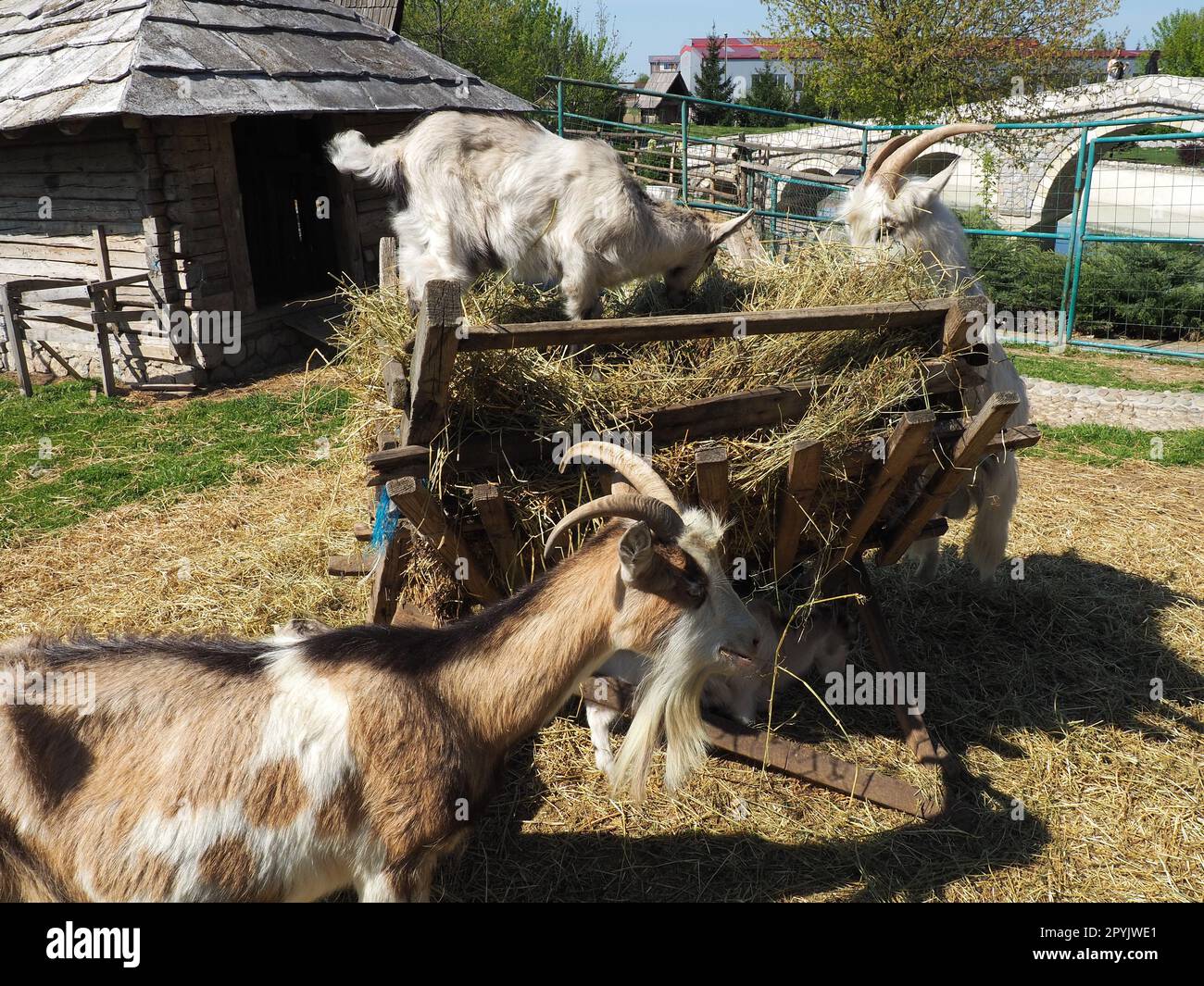 Stanisici, Bijelina, Bosnia ed Erzegovina, 25 aprile 2021. La capra domestica è Capra hircus, una specie di artiodattili del genere Capra caprini di montagna della famiglia bovina. Foto Stock