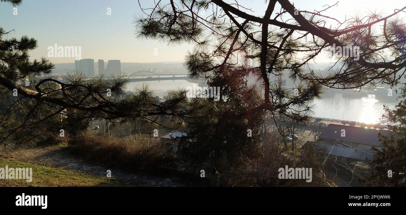 Bella vista da Kalemegdan, Belgrado, Serbia. Clima soleggiato, vista sul fiume Sava. Rami di pino con aghi lunghi. Luce del sole serale. Bella vista della vita di una grande città Foto Stock