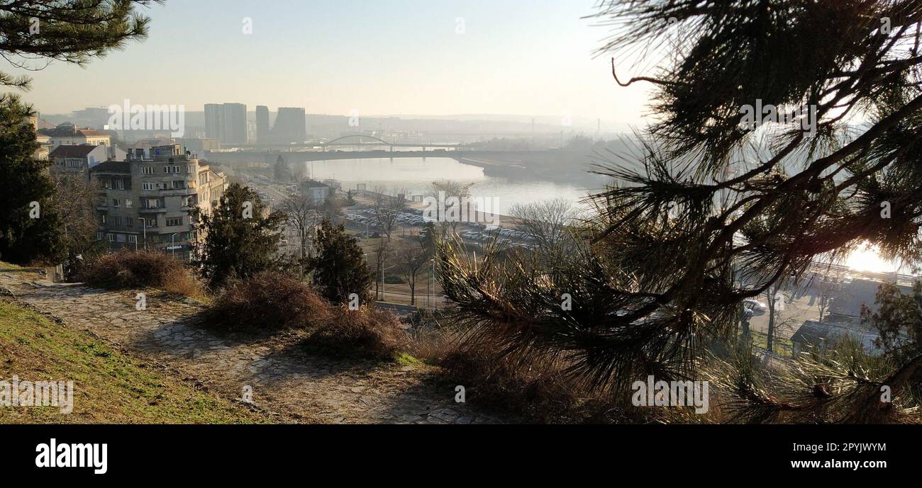 Bella vista da Kalemegdan, Belgrado, Serbia. Clima soleggiato, vista sul fiume Sava. Rami di pino con aghi lunghi. Luce del sole serale. Bella vista della vita di una grande città Foto Stock
