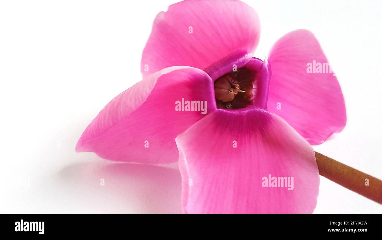 Fiore di ciclamino rosa su sfondo bianco. Un impianto tenero è stato strappato. Petali tornati indietro, gambo marrone, nucleo scuro sul fiore Foto Stock