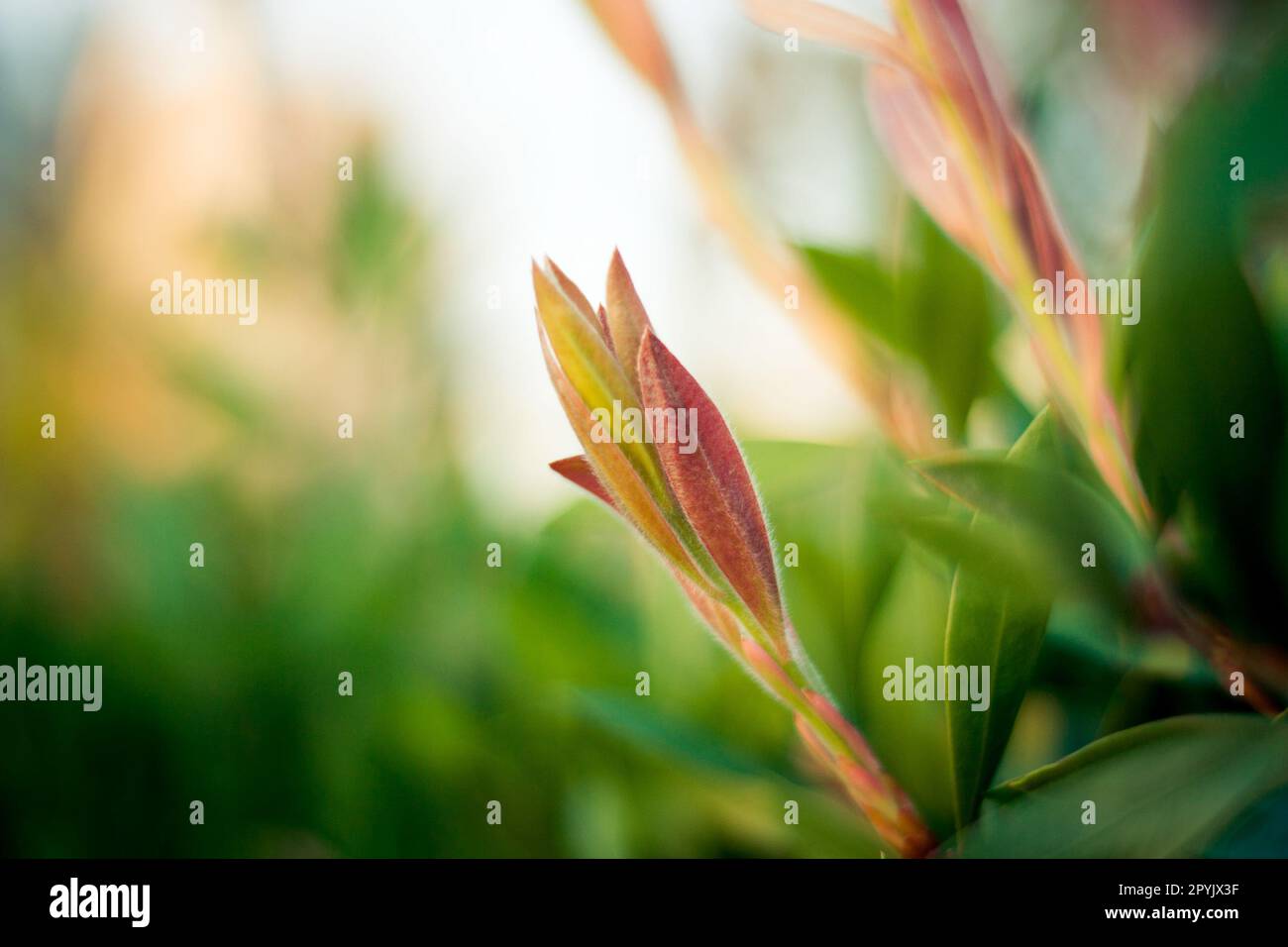 Erba estiva astratta con bokeh Foto Stock