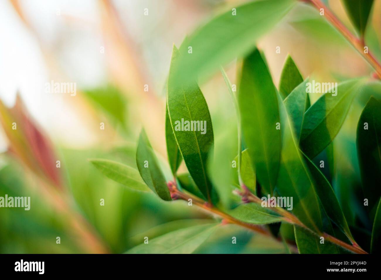 Erba estiva astratta con bokeh Foto Stock