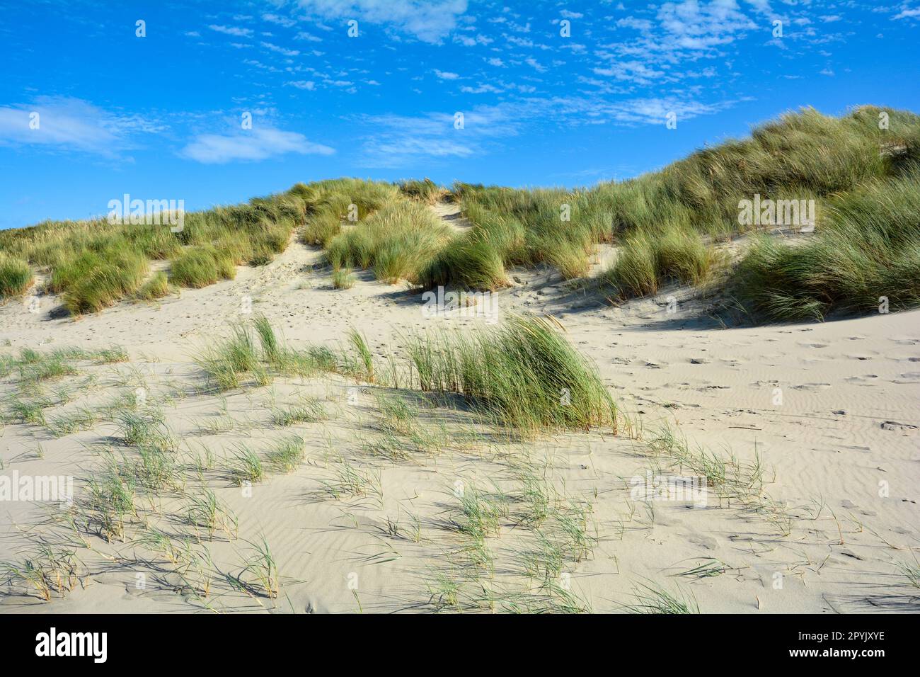 Dune di sabbia con erba da spiaggia nel Mare del Nord con cielo blu Foto Stock