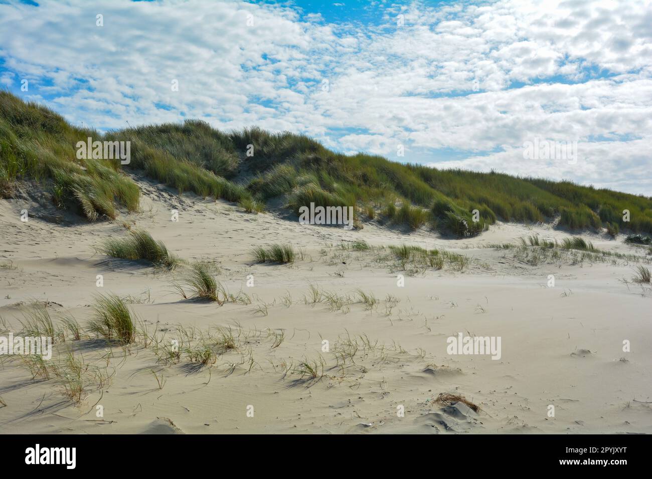 Dune di sabbia con erba da spiaggia nel Mare del Nord con cielo blu Foto Stock