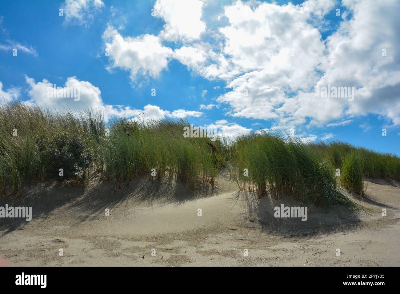 Dune di sabbia con erba da spiaggia nel Mare del Nord Foto Stock