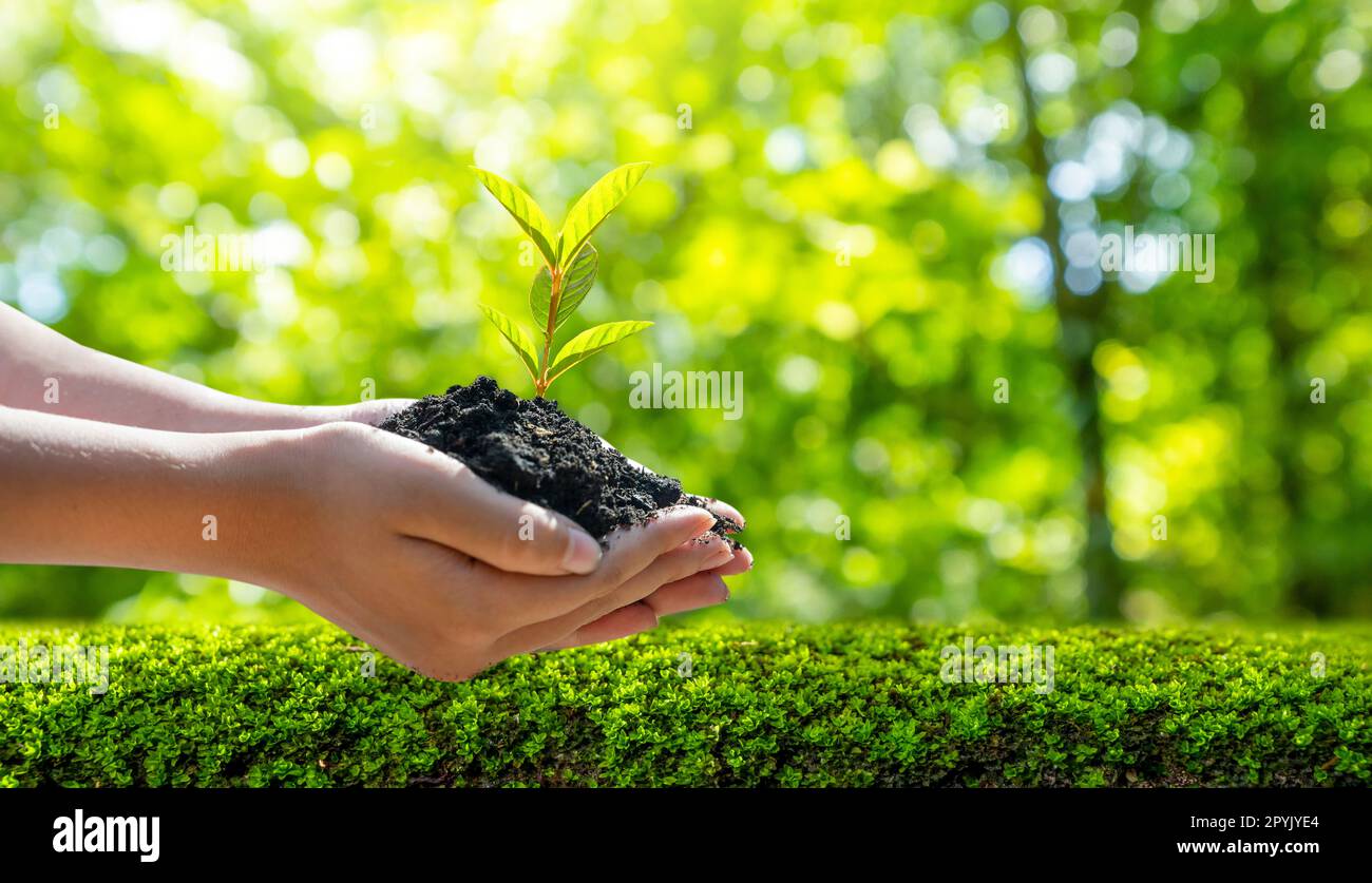 Concetto di salvare il mondo salvare Ambiente Il mondo è in erba del verde sfondo bokeh di fondo Foto Stock