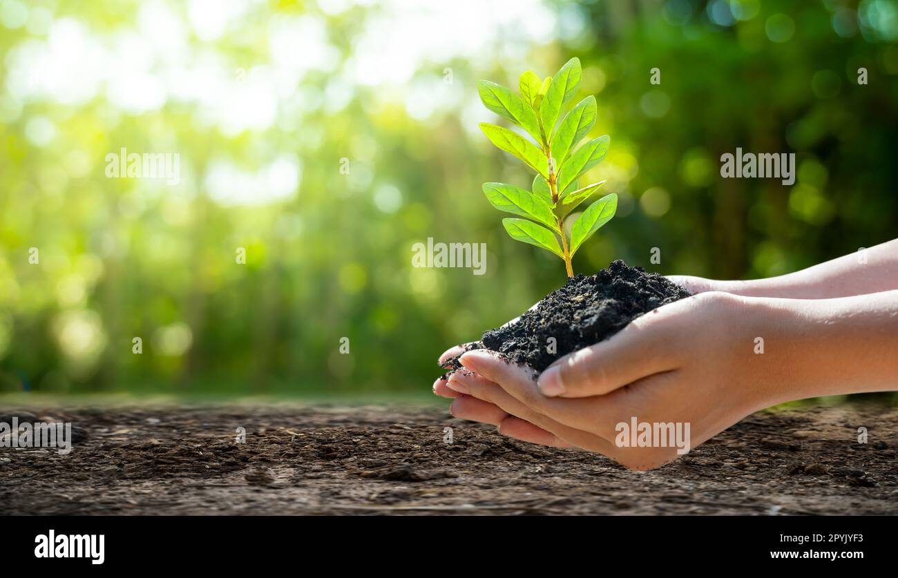 Concetto di salvare il mondo salvare Ambiente Il mondo è in erba del verde sfondo bokeh di fondo Foto Stock