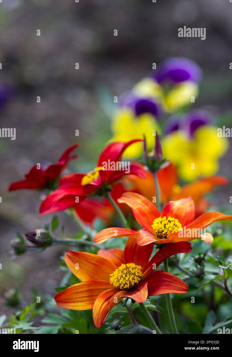 fiori colorati nel giardino - fuoco morbido Foto Stock
