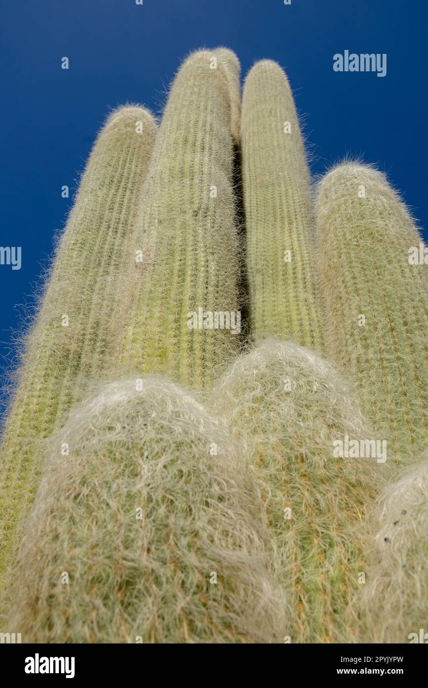 Cephalocereus senilis, il vecchio cactus, è una specie di cactus originaria di Hidalgo e Veracruz nel Messico centrale. Foto Stock