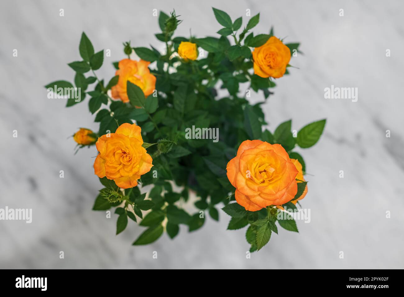 Giardino rose in miniatura. Fiori luminosi e ben curati su sfondo chiaro. Colori luminosi estivi. Orange Roses in piena fioritura, vista dall'alto Foto Stock