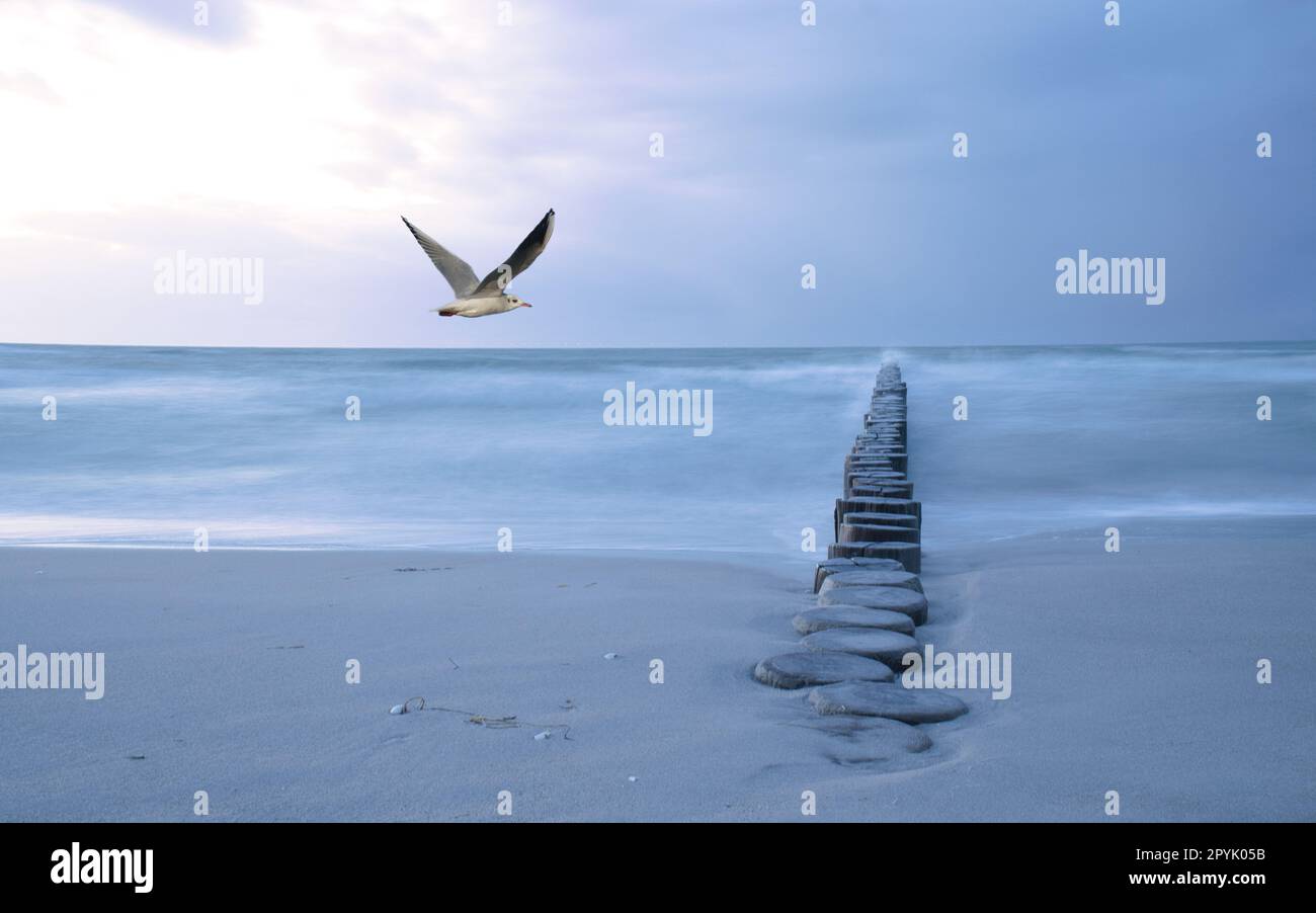 Composizione nel Mar Baltico con groyne e lunga esposizione. Nel cielo un gabbiano. Foto Stock