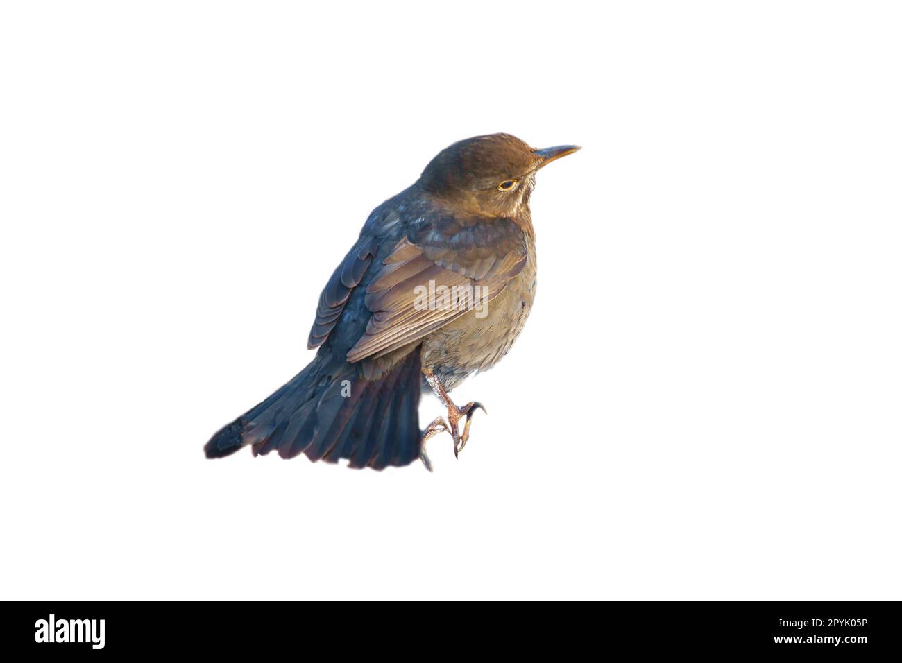 Mughetto di uccelli tagliato. Per usare la composizione. Animale isolato. Piume marroni. Animale Foto Stock