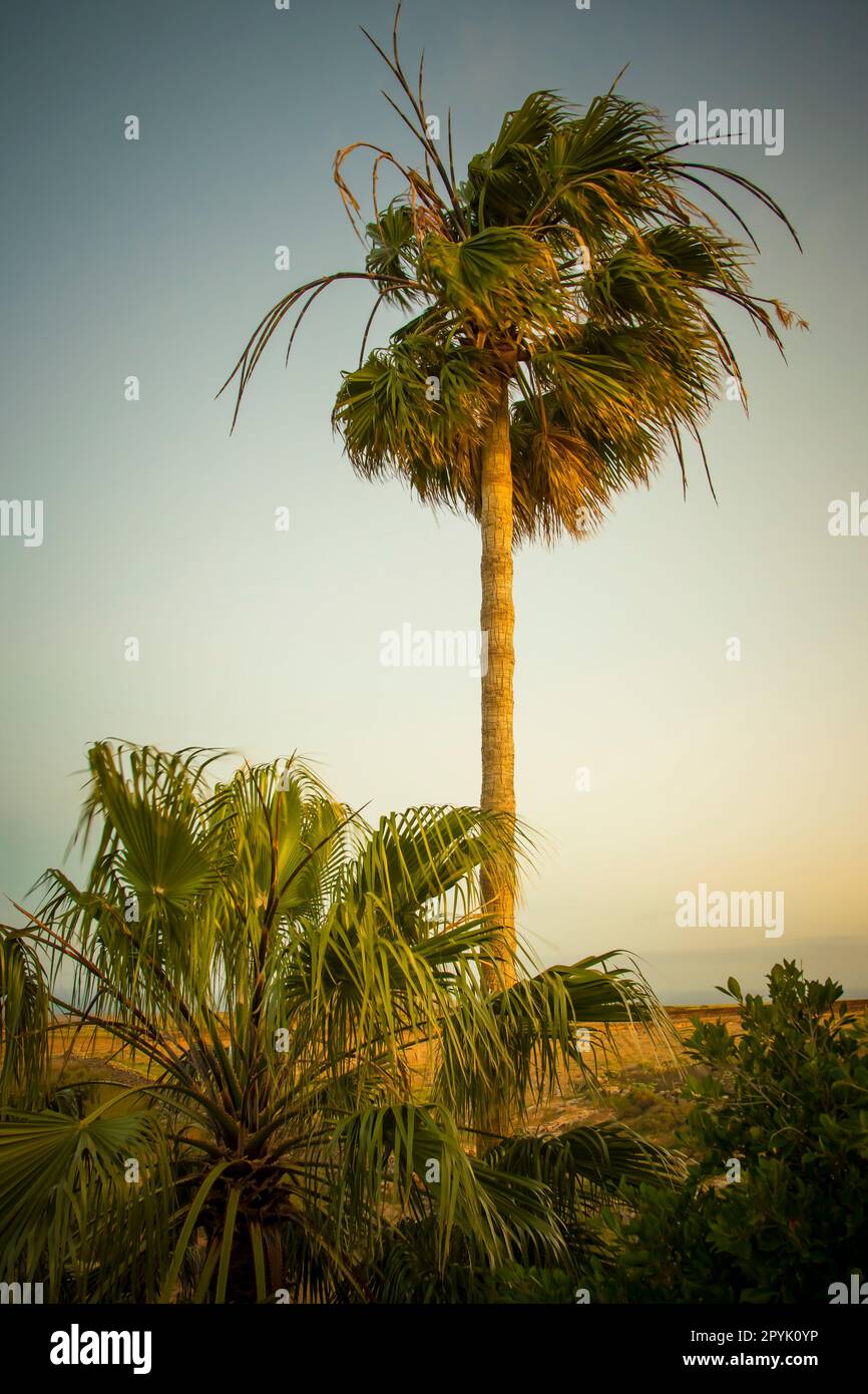 Scatto verticale di una palma che sventola nel vento durante il tramonto Foto Stock