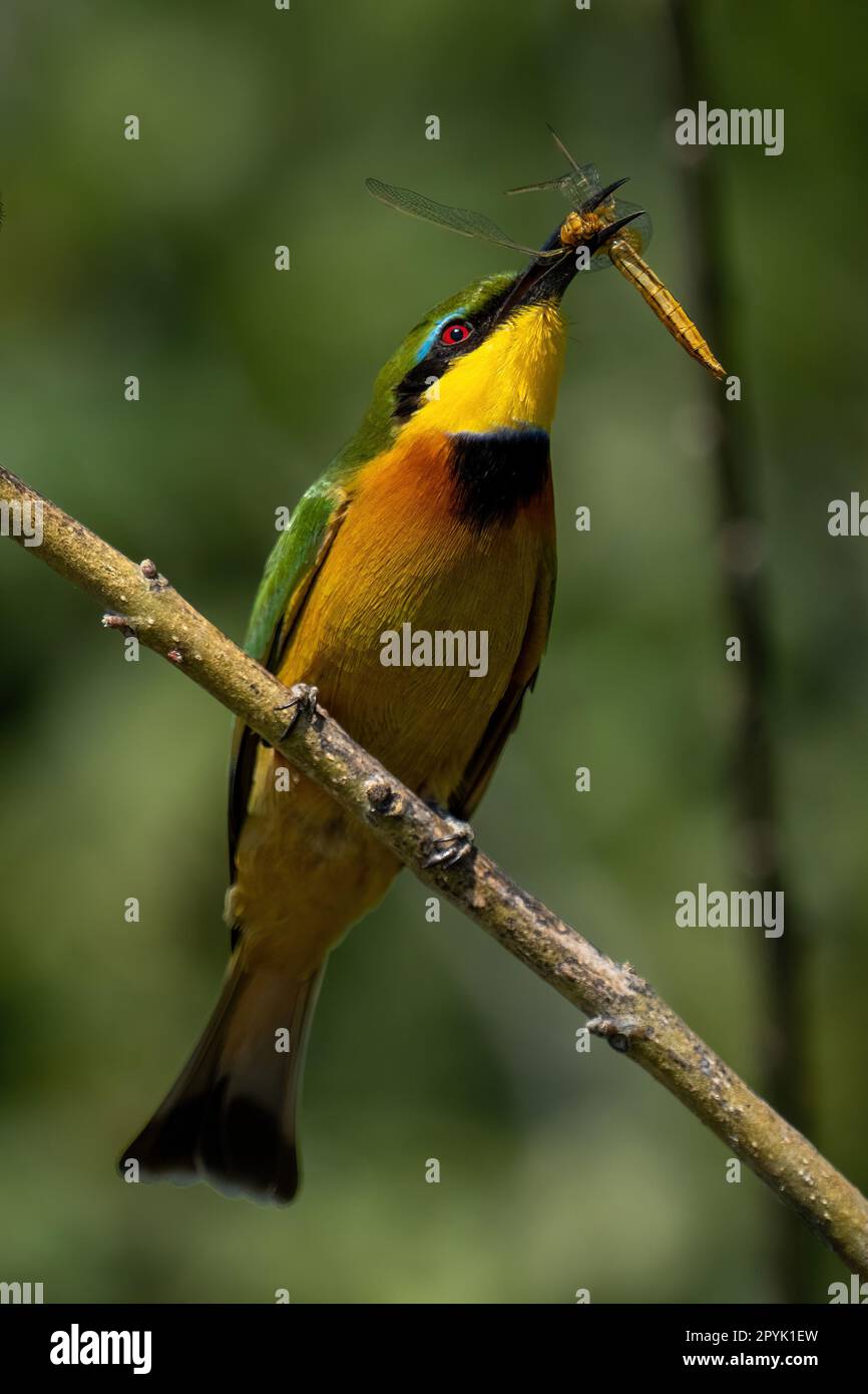 Piccolo ape-mangiatore sul ramo diagonale che mangia libellula Foto Stock