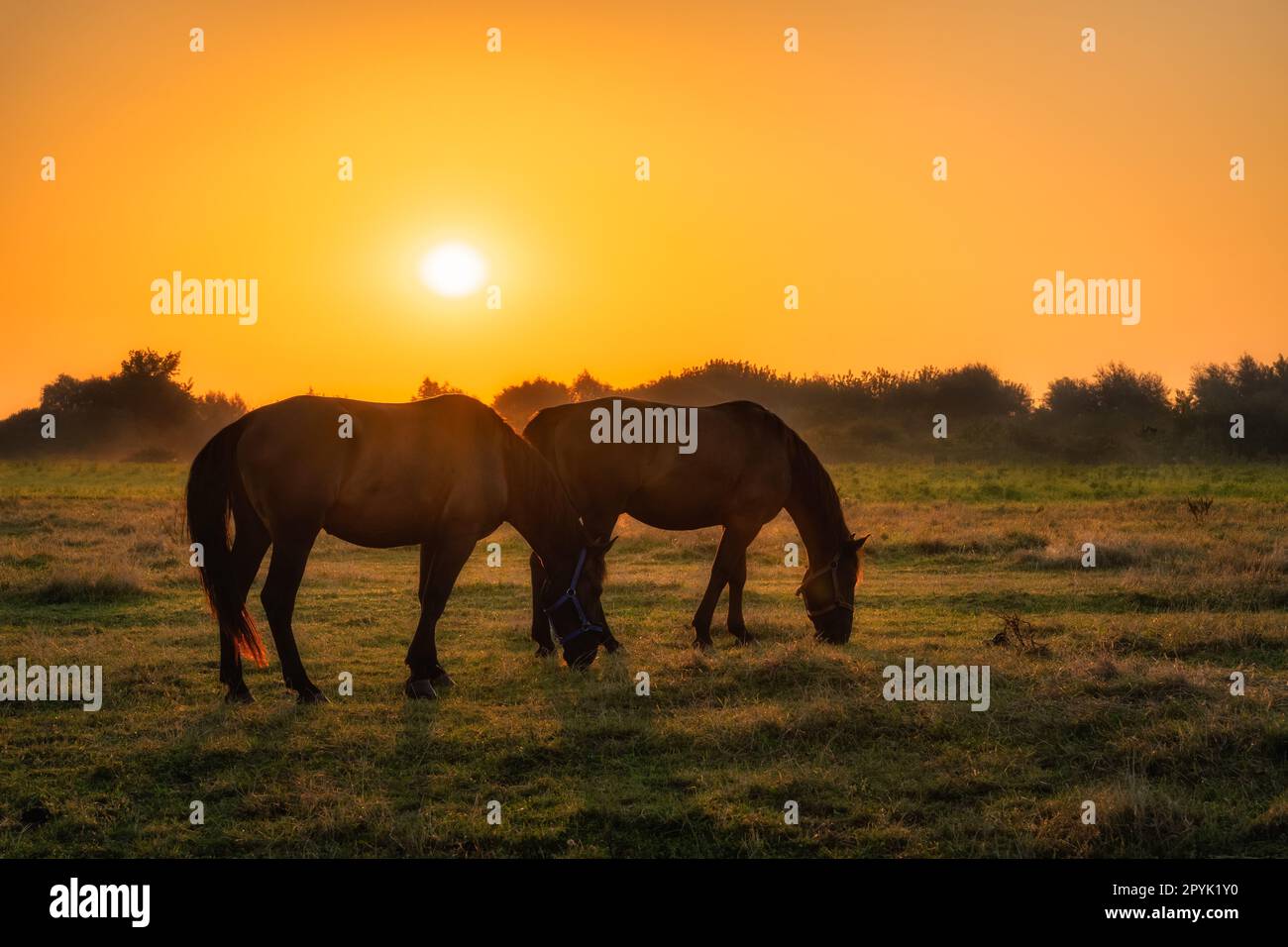 Due cavalli in piedi e al pascolo su un campo la mattina presto, alba, Polonia Foto Stock