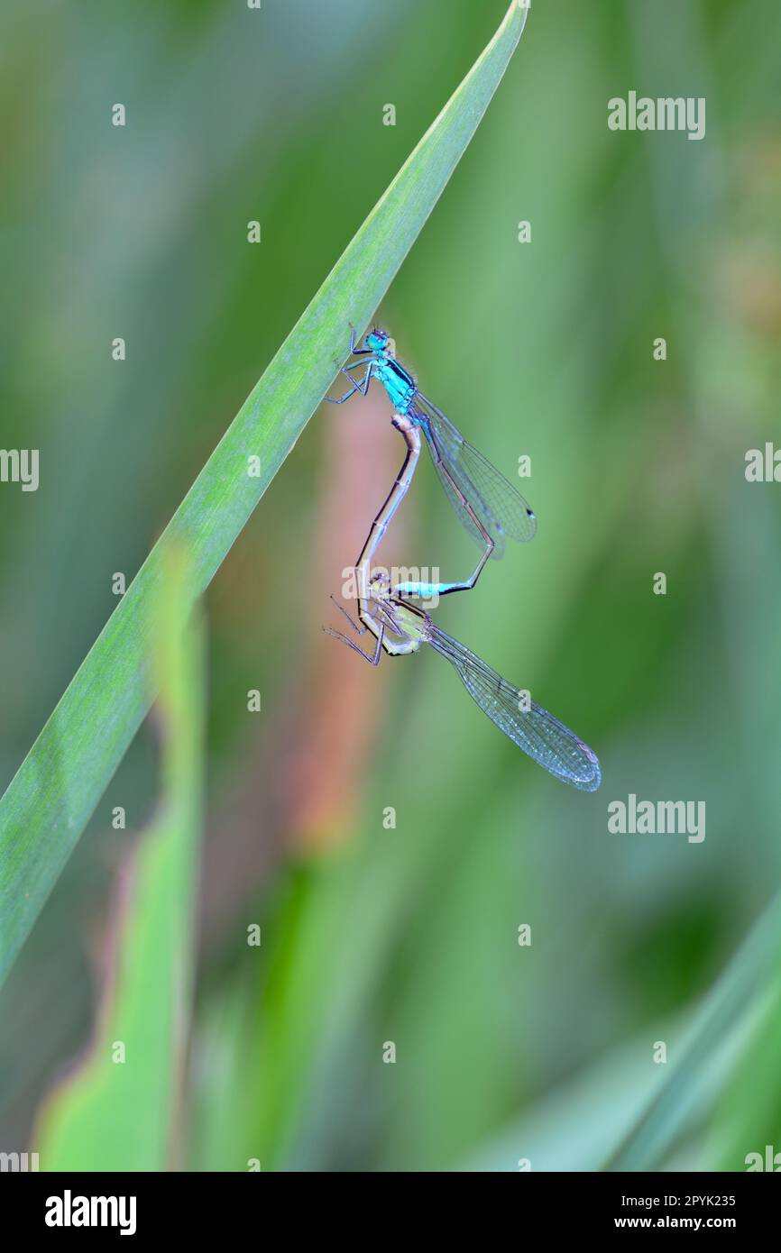 Due libellule che si accoppiano in natura Foto Stock