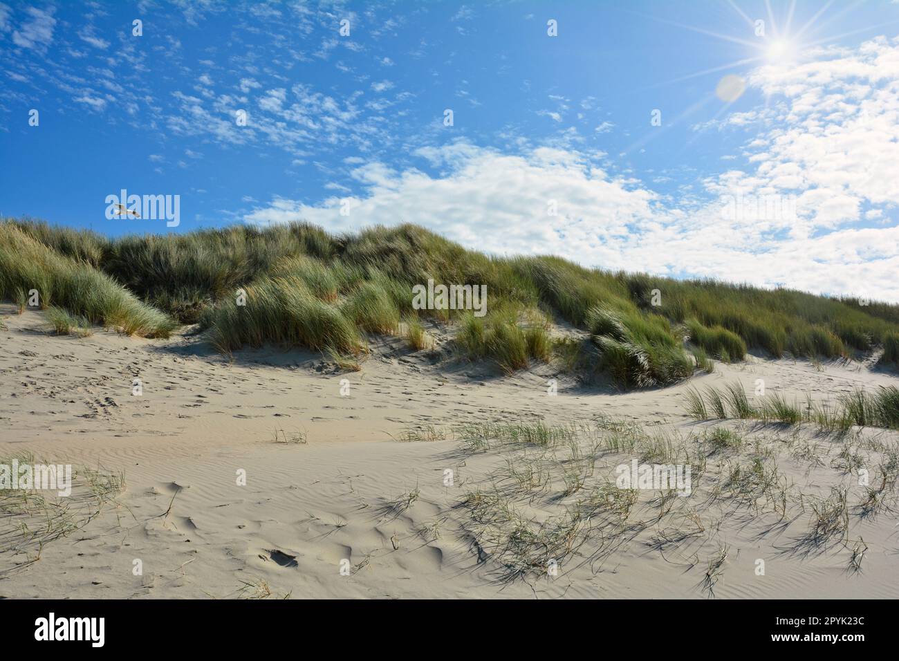 Dune di sabbia con erba da spiaggia nel Mare del Nord con cielo blu, sole Foto Stock
