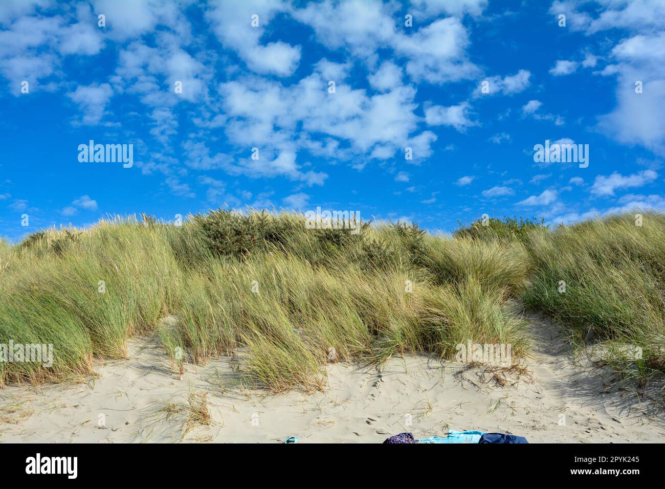 Dune di sabbia con erba da spiaggia nel Mare del Nord con cielo blu Foto Stock
