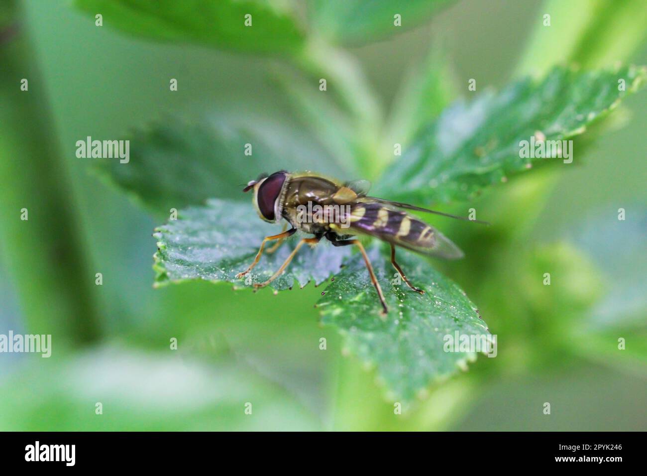 Un ritratto di un hoverfly su una foglia. Foto Stock