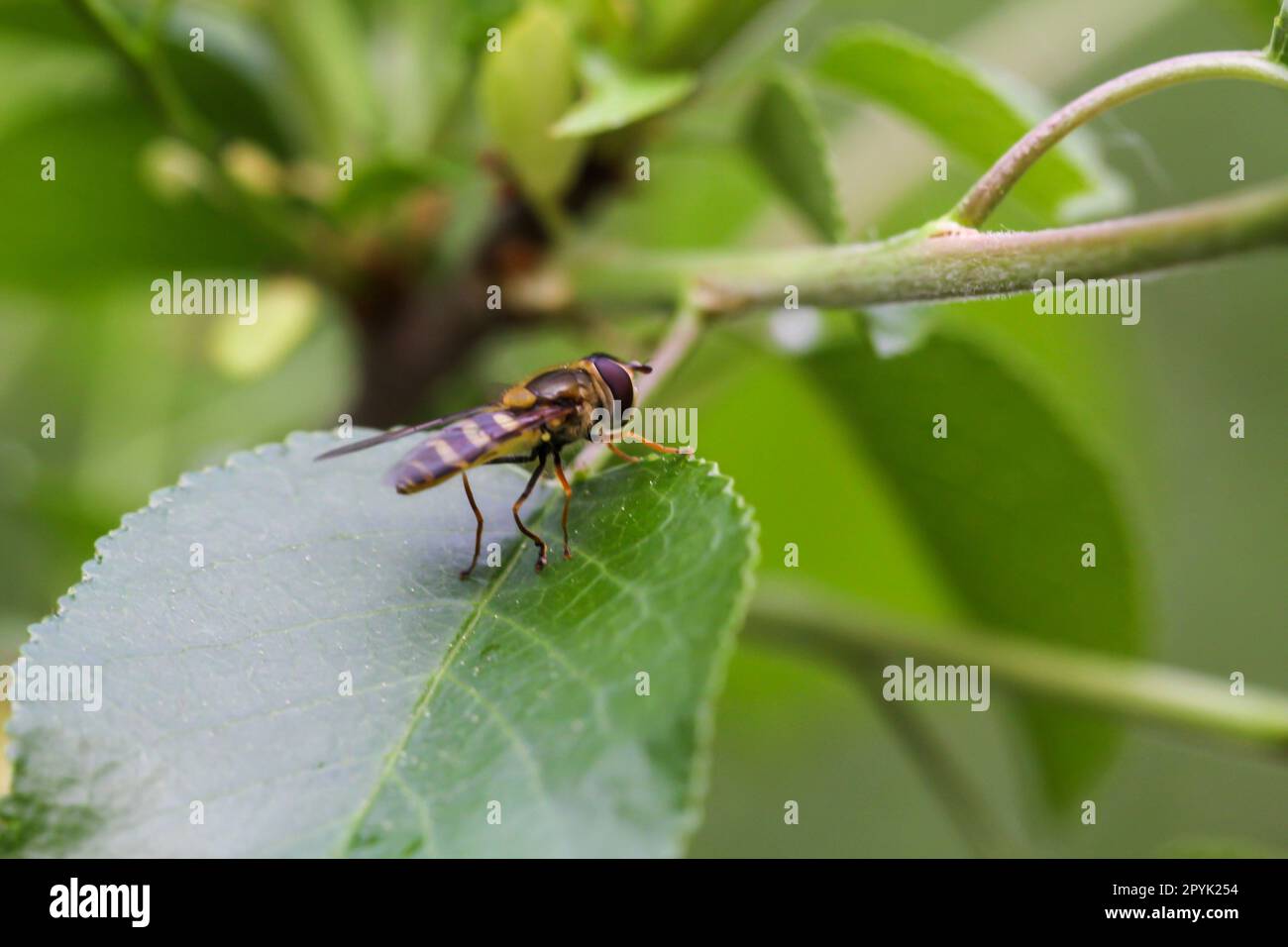 Un ritratto di un hoverfly su una foglia. Foto Stock