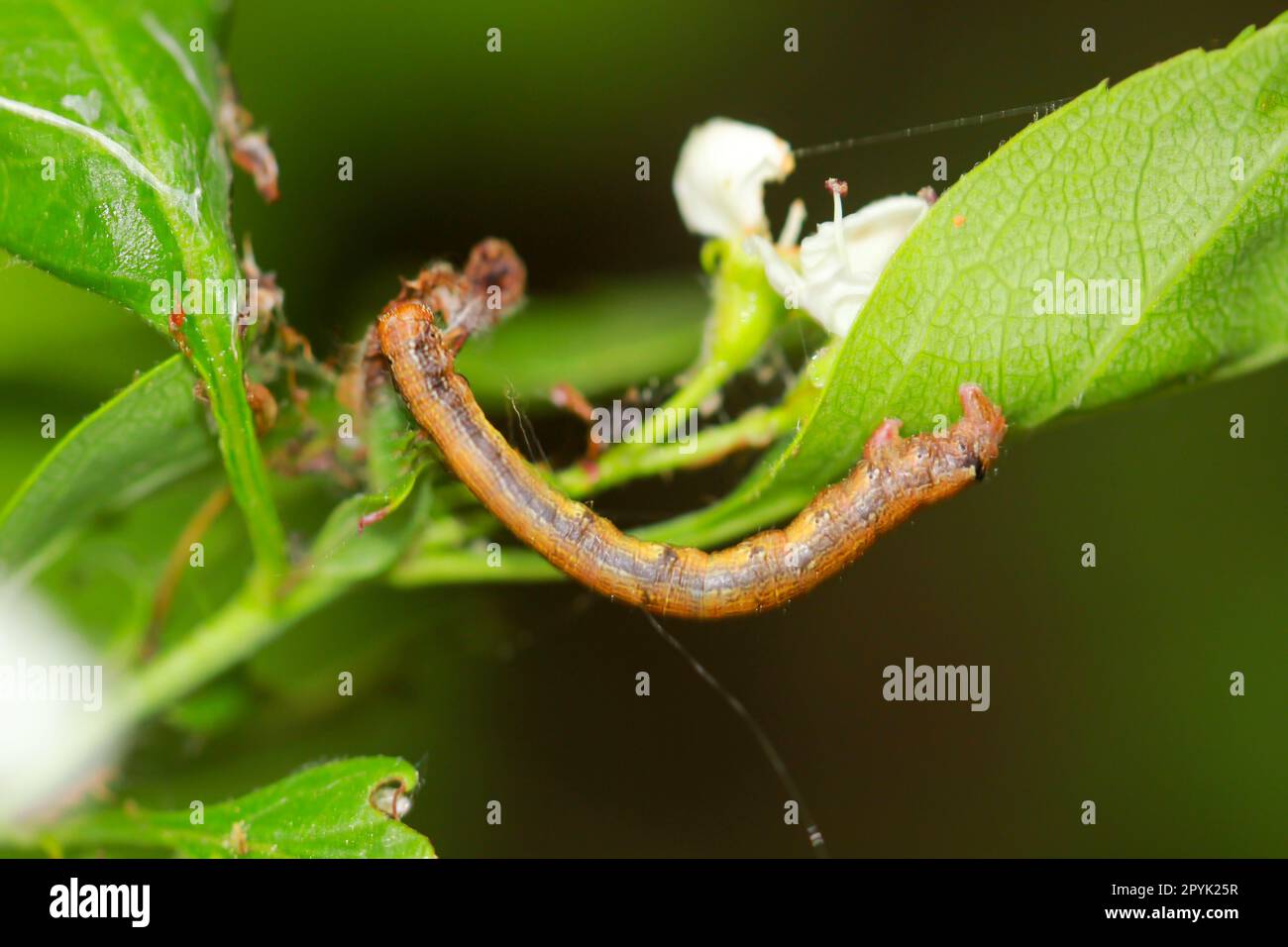 Il bruco di una grande falena antigelo, Erannis defoliaria su un impianto. Foto Stock