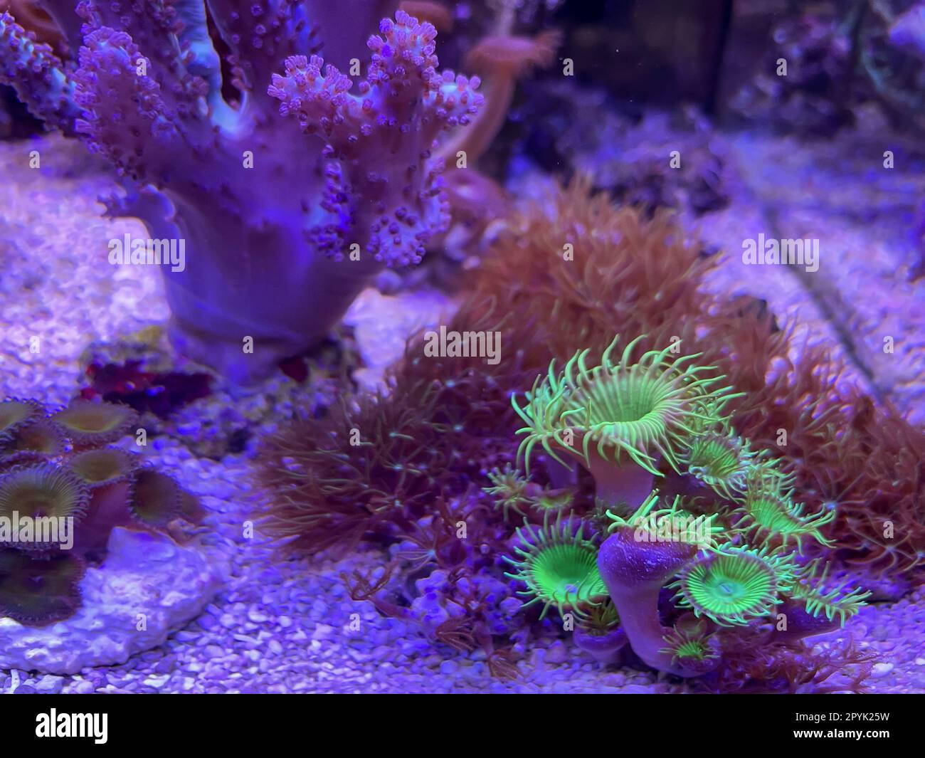 Coralli, anemoni, creature in un acquario marino. Foto Stock