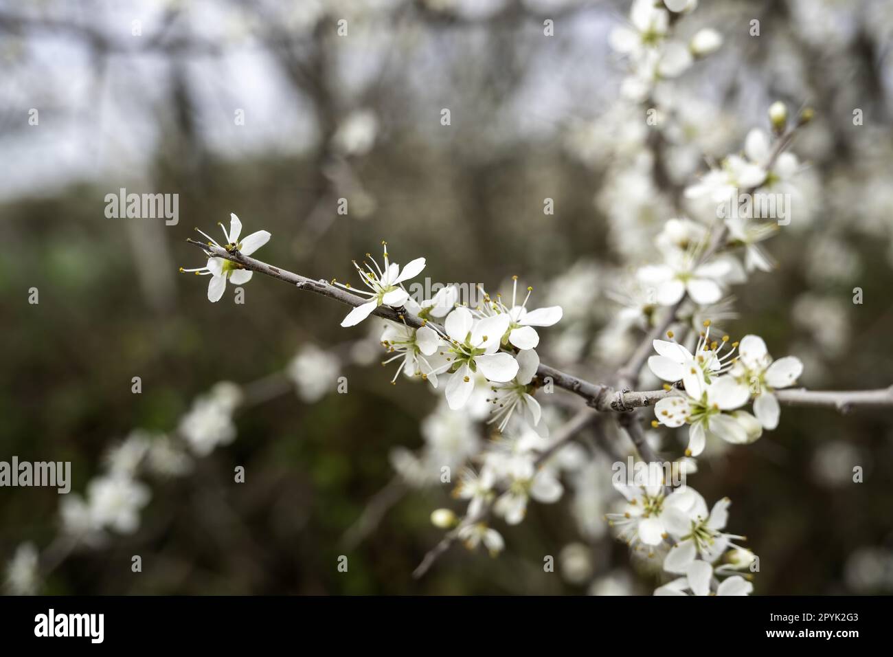 Fiore di mandorle bianche Foto Stock