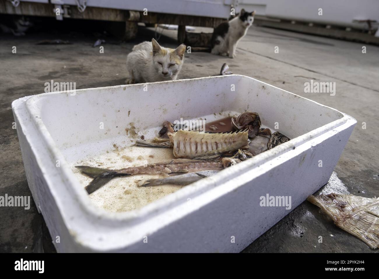 Gatto che mangia pesce per strada Foto Stock