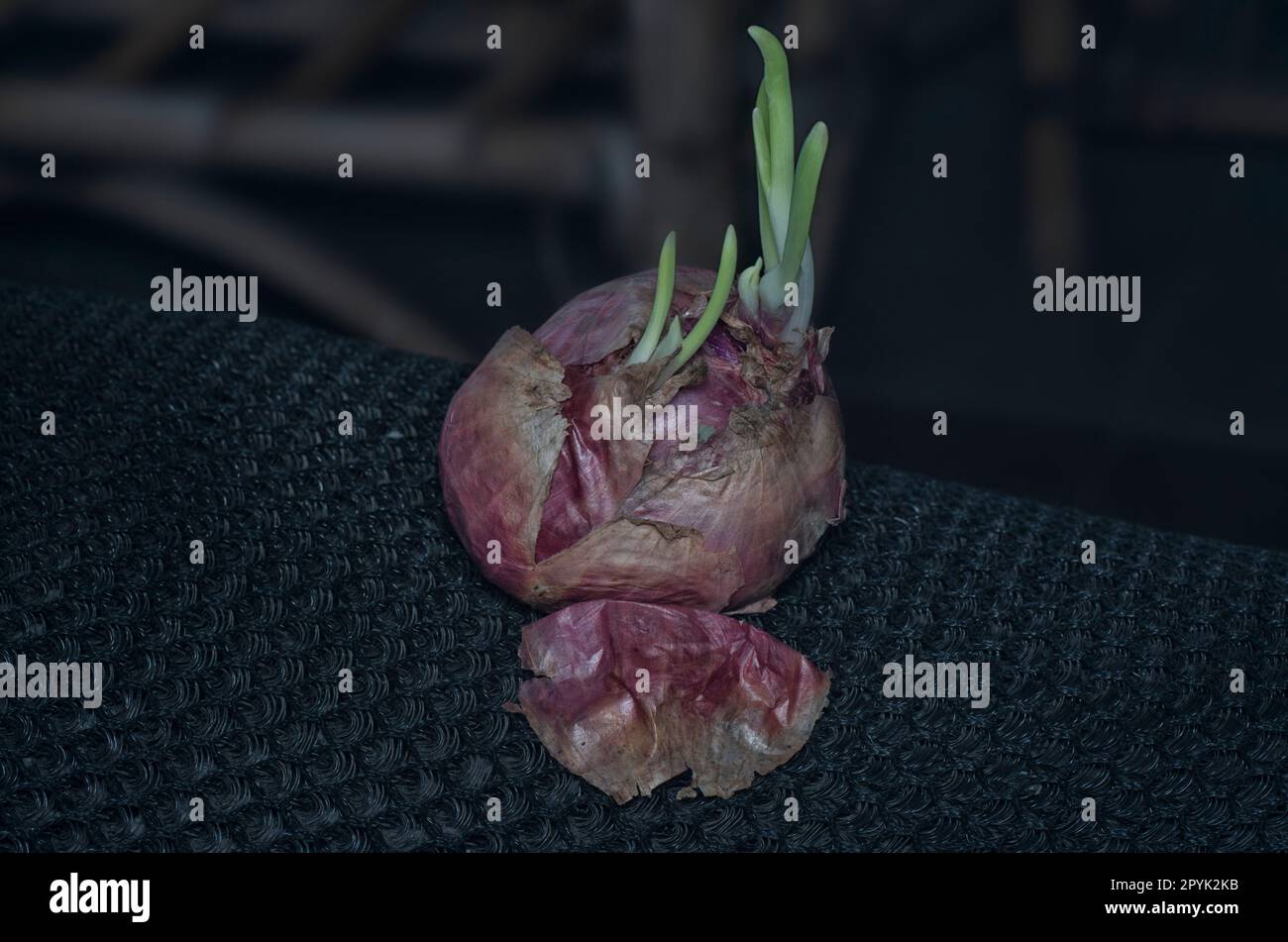 colpo vicino della cipolla germogliare fuori con giovane sparo frondoso. Foto Stock