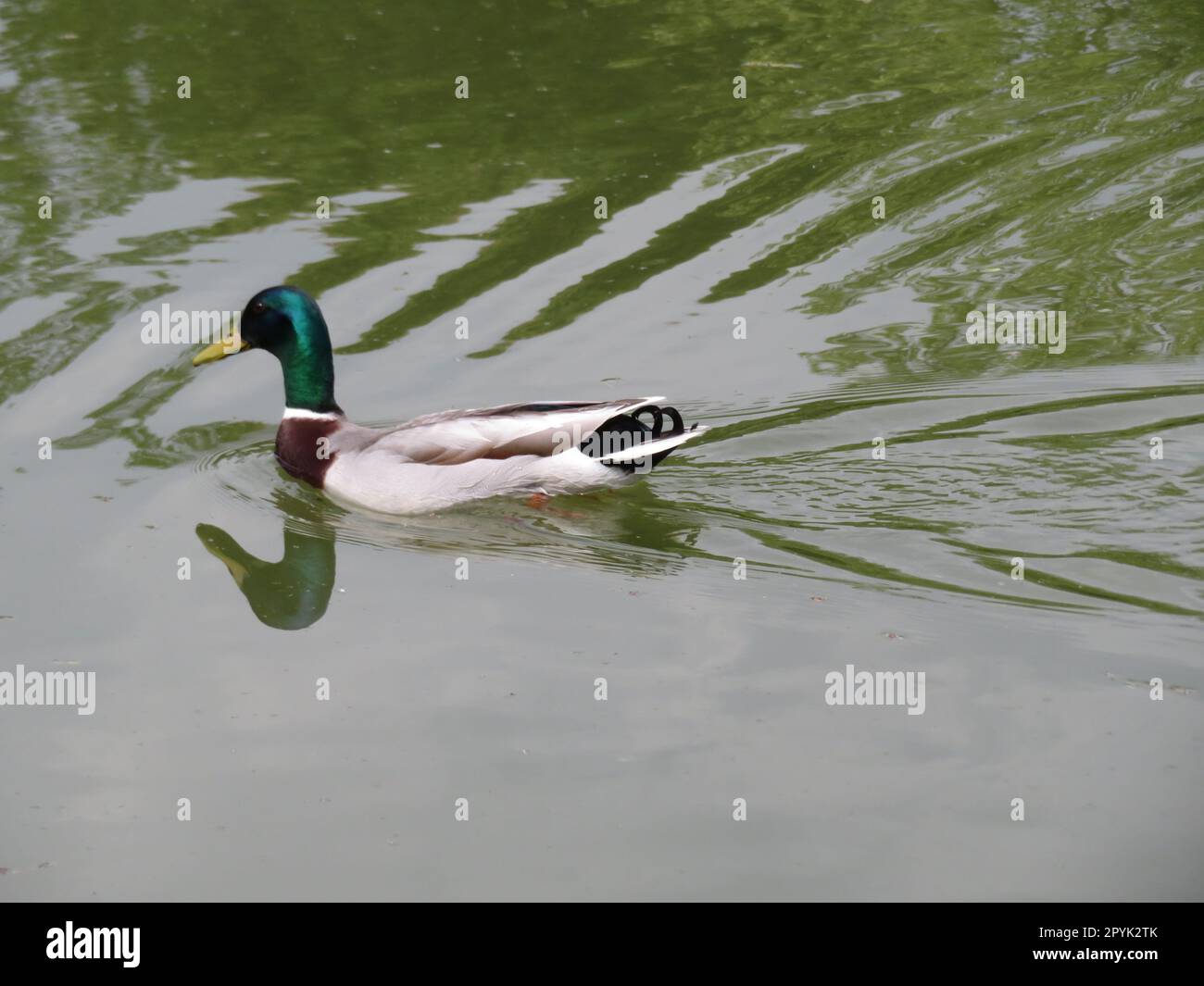 anatra uccello piume nuoto colori beak volare bello Foto Stock