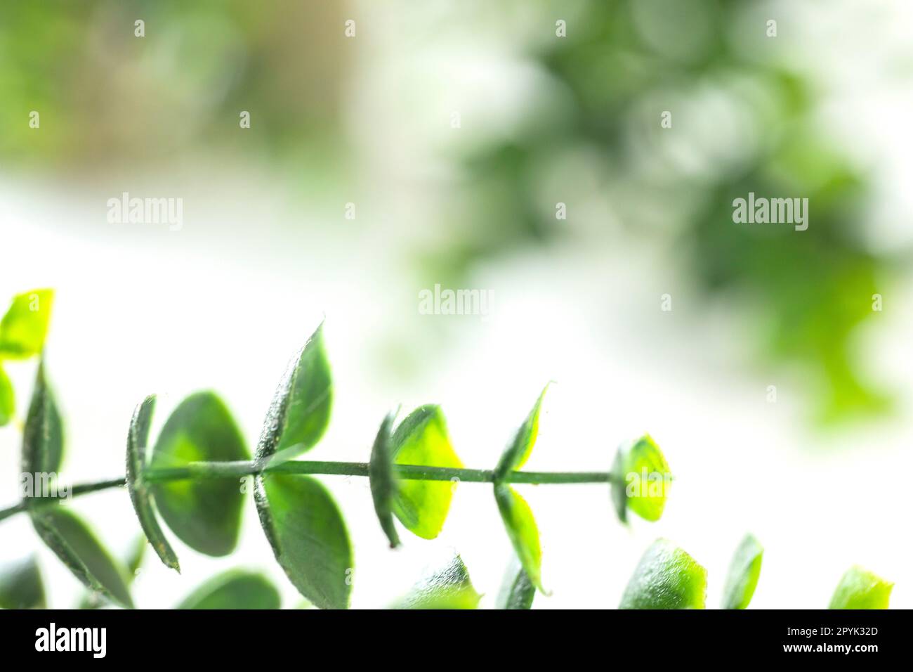 Il bordo delle foglie verdi defocus su sfondo bianco, bordo della pianta verde con spazio di copia. Concetto di ecologia naturale e di freschezza. elemento di bellezza primaverile Foto Stock