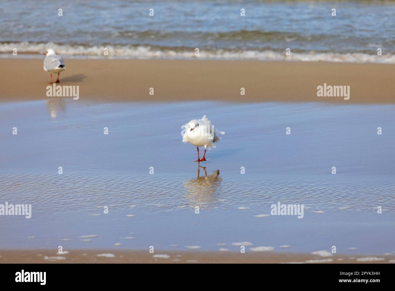 Gull di mare che cammina sulla sabbia dall'acqua del Mar Baltico, l'acqua schiumosa del Mar Baltico, l'isola di Wolin, Miedzyzdroje, Polonia Foto Stock