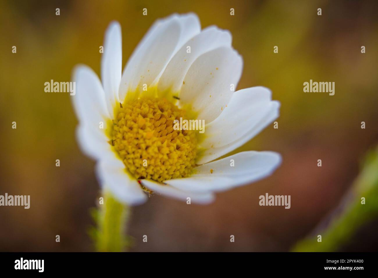 Macro shot di primo piano del fiore a margherita comune Foto Stock