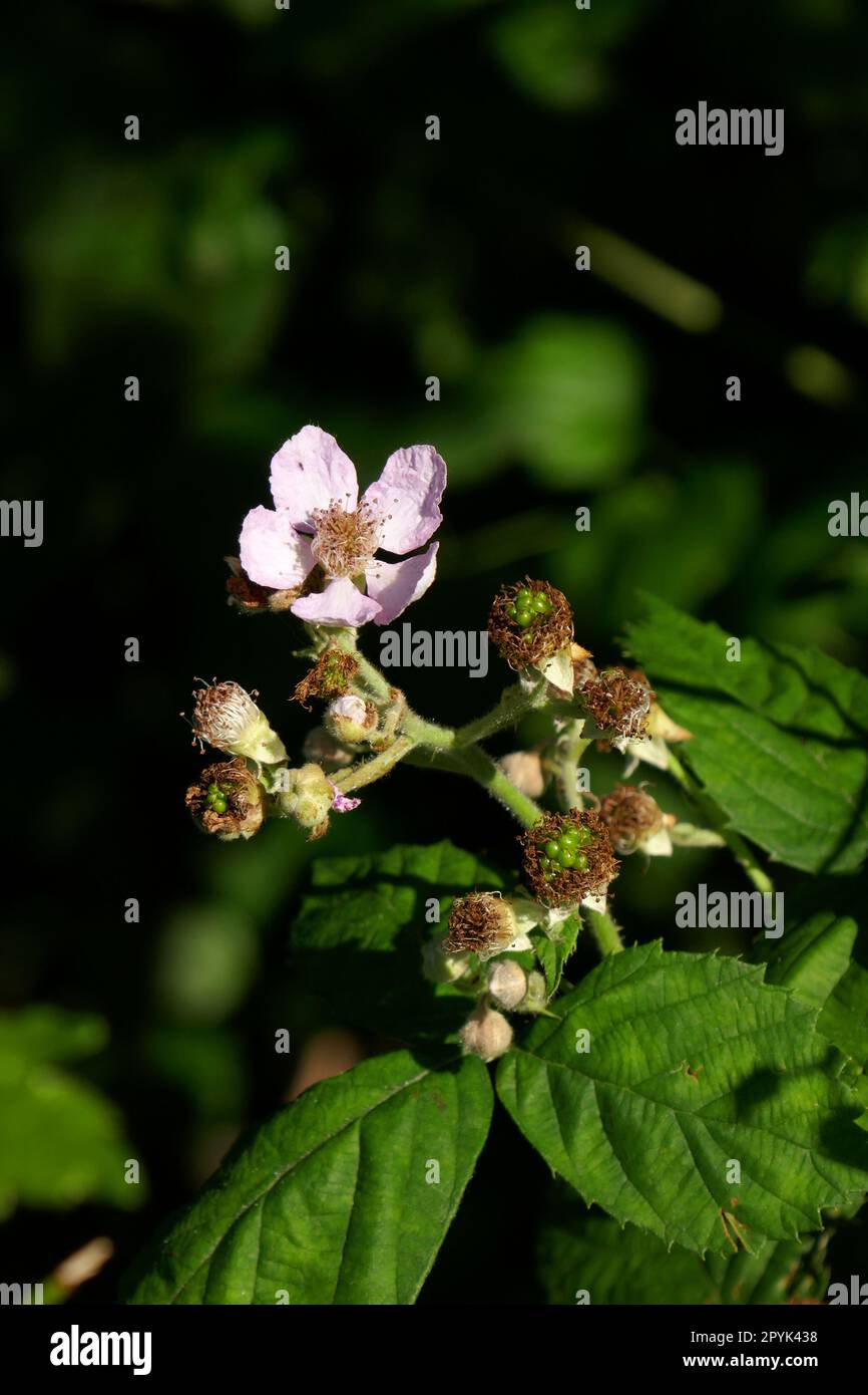 Blackberry blossom Foto Stock
